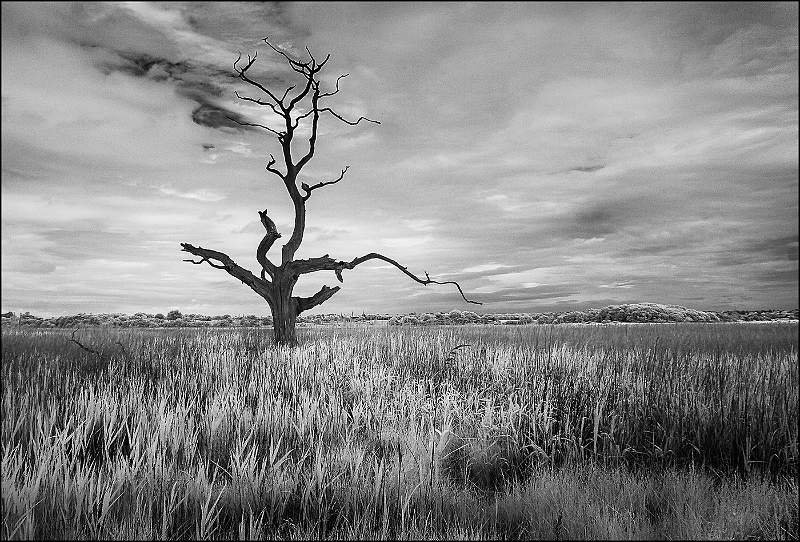 Dead Tree and Reeds - Iken Cliffs.jpg